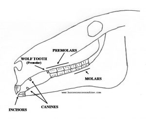 different types horse teeth