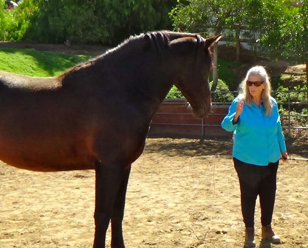 How To Teach A Horse To Lunge Ride Magazine