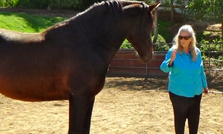 How To Teach A Horse To Lunge