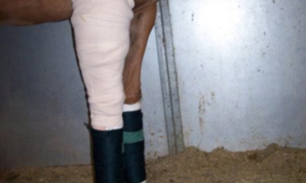 Equine Wound Care