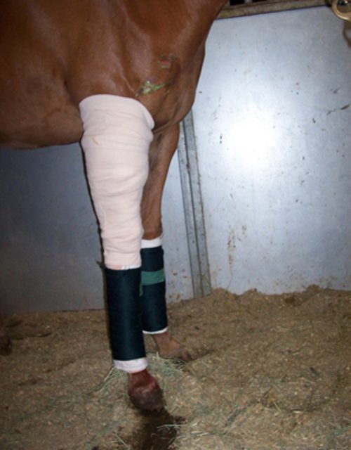 Equine Wound Care