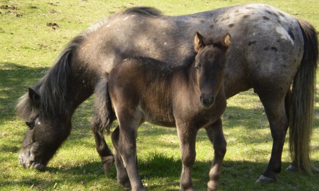 Head Start For Foals