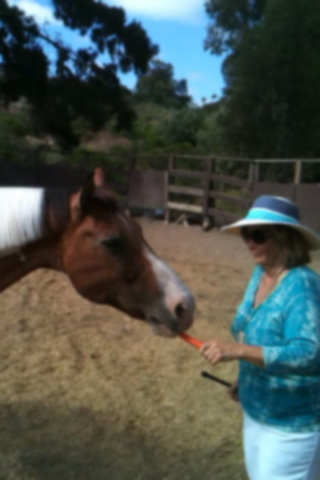 What Do You Consider To Be Rude Behavior In A Horse? Part II