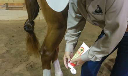 First Aid for Horses