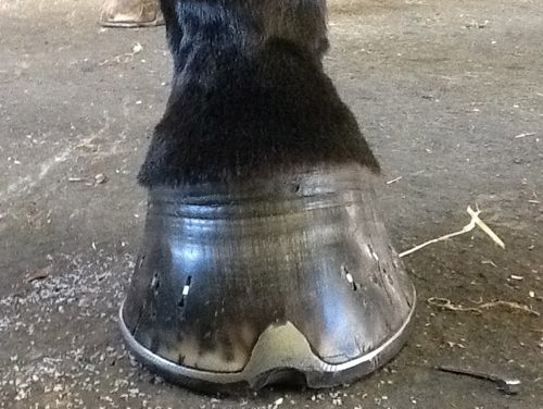 Why Do Some Farriers Succeed and Others Shoot Themselves in the Foot?