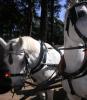Magical Antique Carriage Ride In Virginia Transports Riders To The Past