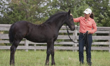Off To A Good Start: Tips To Establish Respect With Your Young Horse