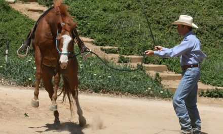 Rescued and Abused Horses – Part I
