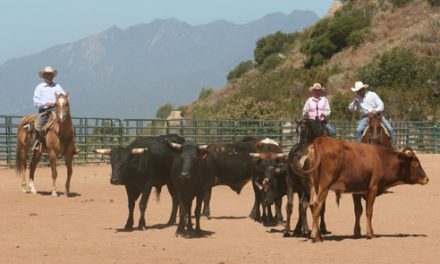 Are You Ready For A Horsemanship Clinic?