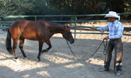 Hobbling Your Horse