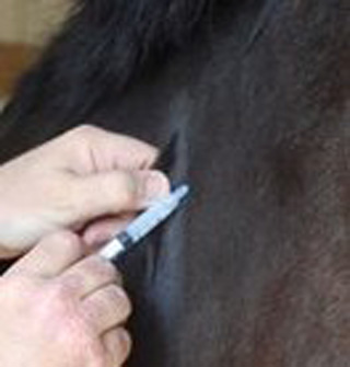 Equine Vaccination Reactions