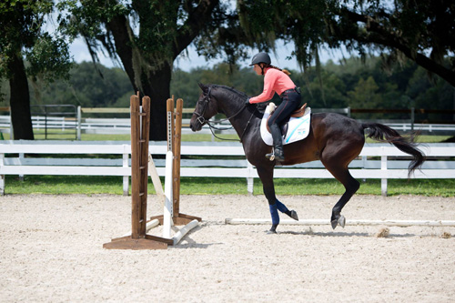 Three Common Mistakes that Erode Your Horse’s Trust