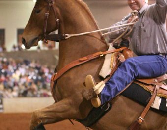 Personality and How It Can Effect the Training of Your Horse – Part I