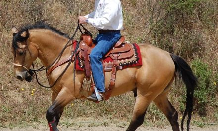 Water issues for horses when traveling