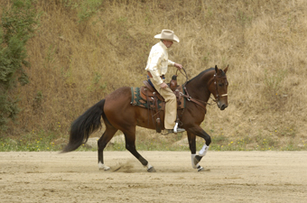 Ten Secrets Every Horse Wants Its Owner to Know – Part I