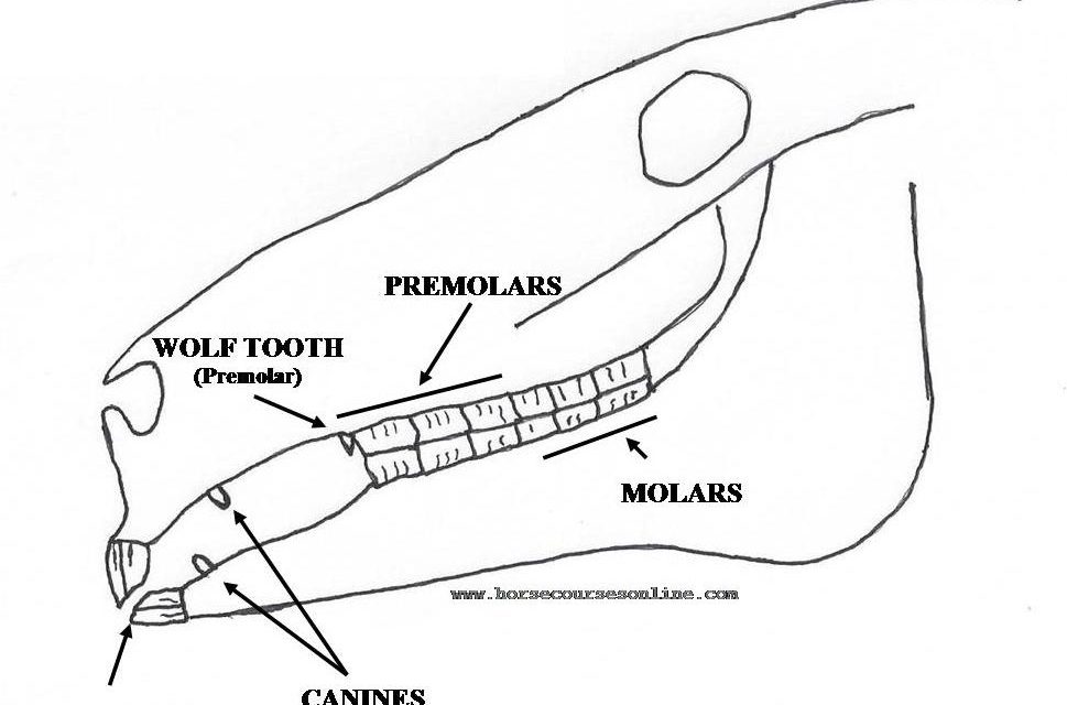 Canine or Wolf Teeth