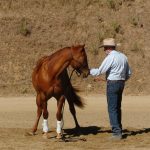 Personality and How It Can Effect the Training of Your Horse — Part II