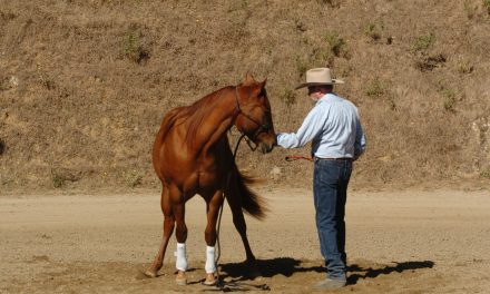 Personality and How It Can Effect the Training of Your Horse — Part II