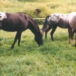 The Influence of Natural Horsemanship – Part II