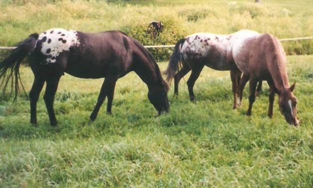 Rescued and Abused Horses – Part II