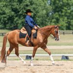 Western Dressage Benefits Any Horse