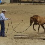 Dealing with a Horse That Rears