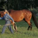 What it Means to Train a Horse Using Dressage Principles – Part II
