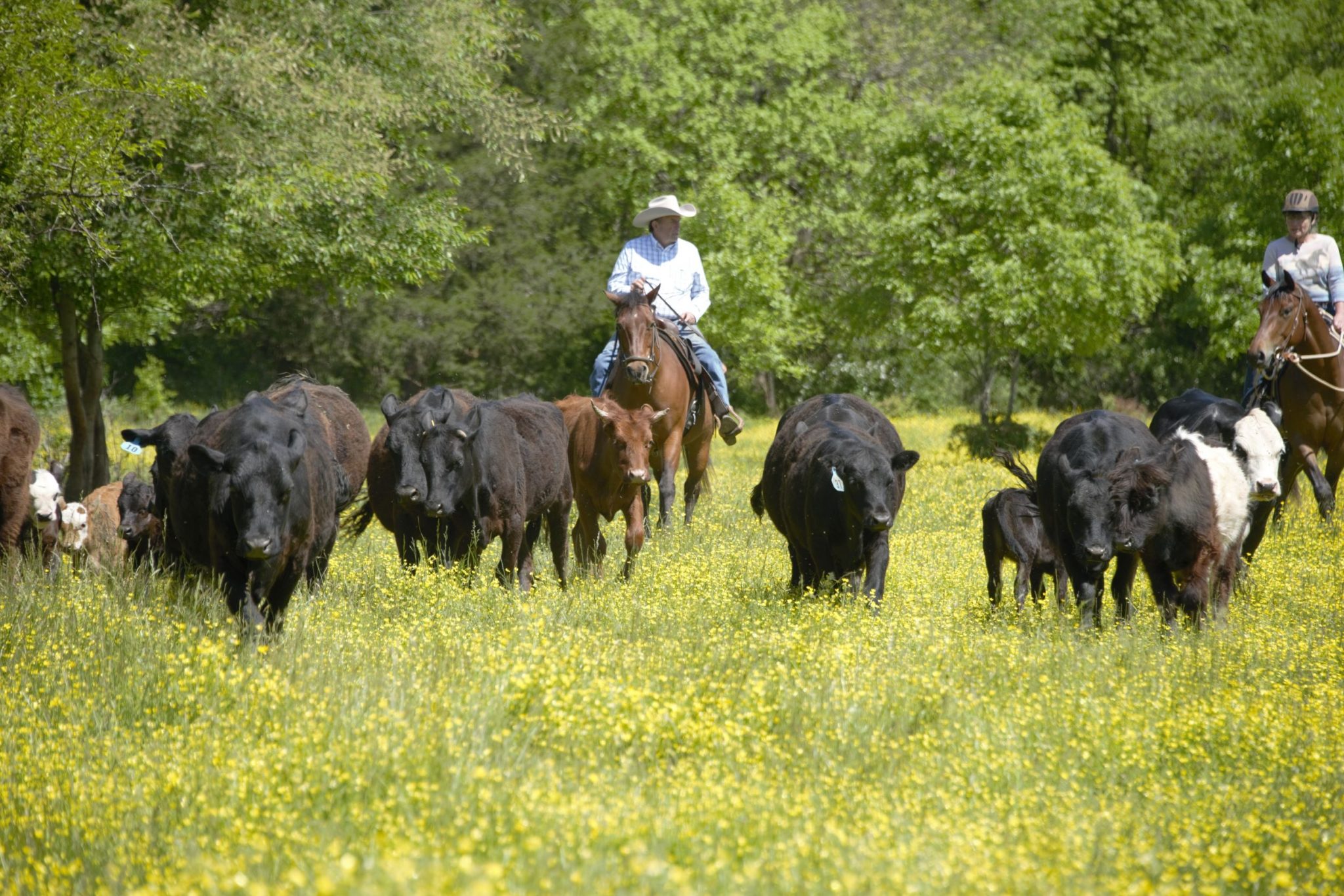 A New Experience Cattle Drives in the East! Ride Magazine