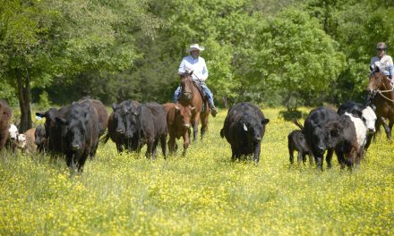 A New Experience:  Cattle Drives in the East!