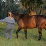 What it Means to Train a Horse Using Dressage Principles – Part I