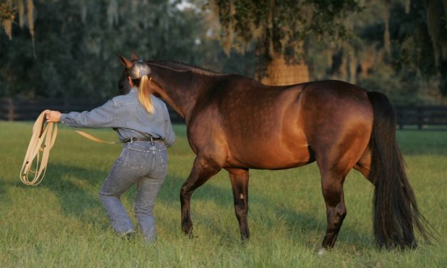 What it Means to Train a Horse Using Dressage Principles – Part I
