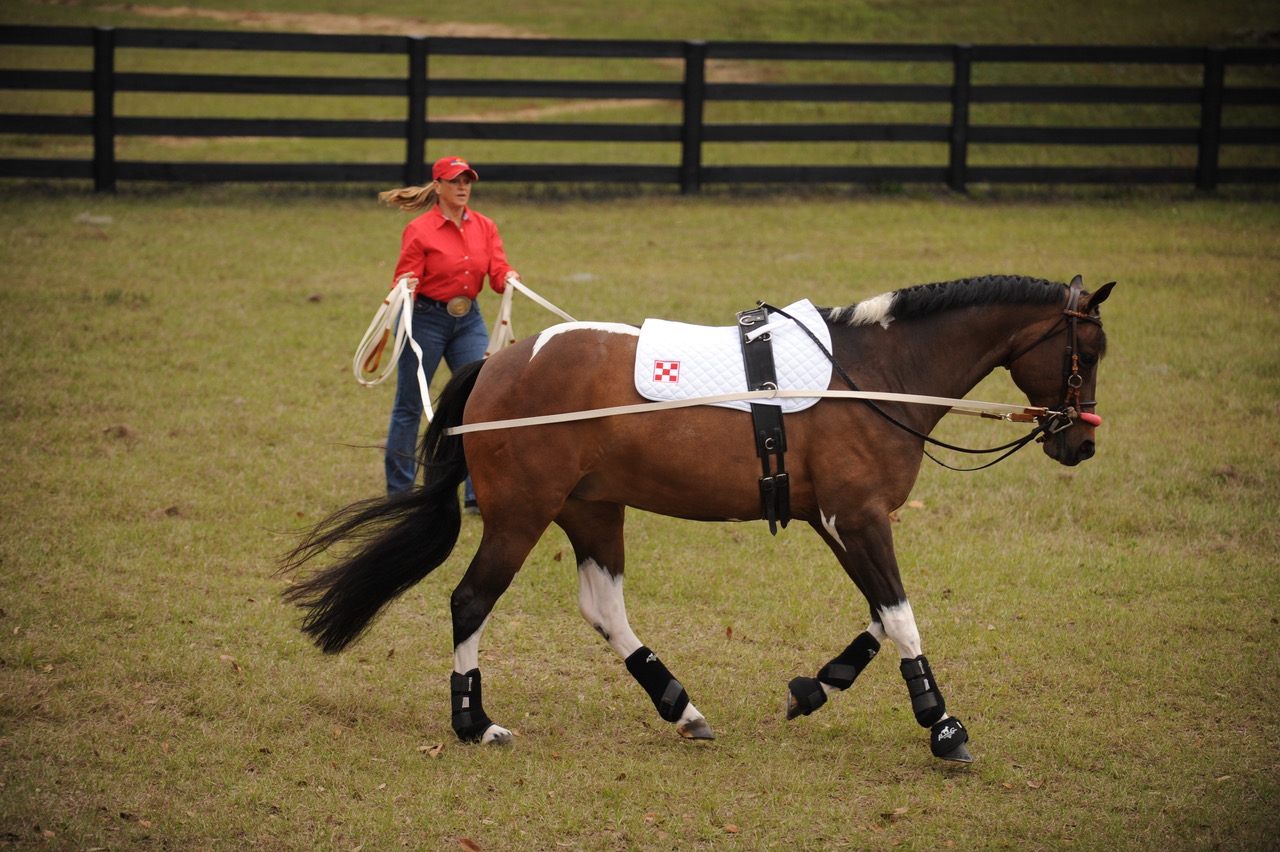 Ground Driving Ride Magazine